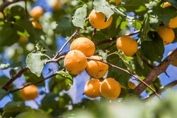 Fruit tree with apricot apricot fruits against the sky