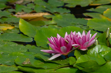 Beautiful blooming water lilies in a fountain with marsh frogs having sunbath on the leaf