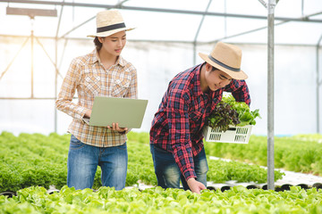 A couple of Vegetable Gardeners are harvesting vegetables. And use laptop to sell vegetable in the online market.