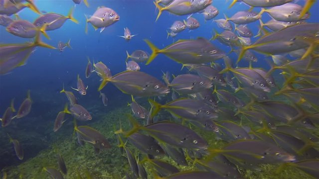School Of Silver Trevally, Silver Bream Or Skipjack Fish Schooling In Deep Blue Sea Underwater. Yellow Tail Fish School Swimming In Blue Water On Coral Reef At South Solitary Islands Australia
