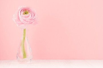 Fototapeta premium Elegant cute pastel pink festive background with buttercup flower in elegant vase on soft light white wood board.