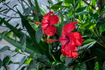 Beautiful red flower on Milos