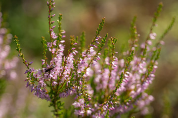 blooming heather in summer