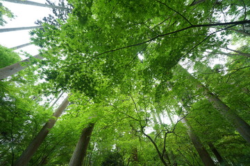 Obraz premium 竹林のお庭