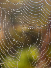 spider web  close up