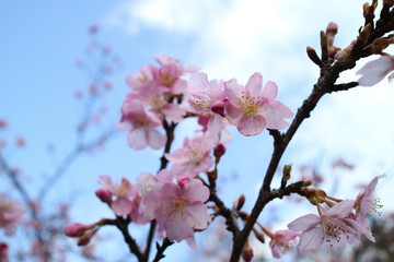 Fototapeta premium 桜の花 