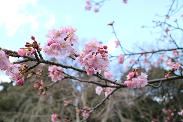 桜の花　