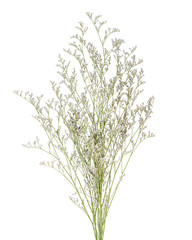 Caspia Flowers on white background. Wedding and home decoration element.