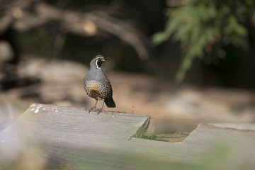 A California quail (Callipepla californica) perched on a piece of wood in a valley of Santa Cruz California.