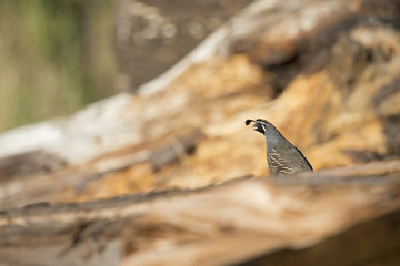A California quail (Callipepla californica) perched on a tree in a valley of Santa Cruz California.