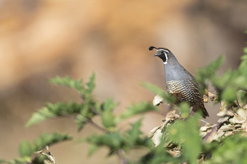 A California quail (Callipepla californica) perched on a tree in a valley of Santa Cruz California.