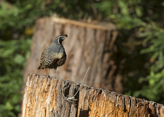 A California quail (Callipepla californica) perched on a tree in a valley of Santa Cruz California.