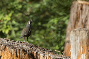 A California quail (Callipepla californica) perched on a tree in a valley of Santa Cruz California.