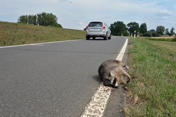 Dead Racoon dog (Nyctereutes procyonoides)  at the edge of the road. Car and wild animal accident...