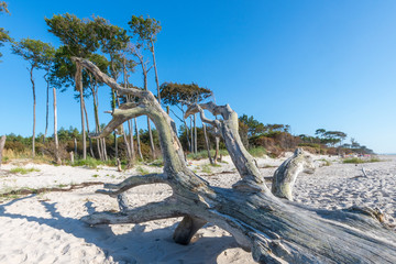 Fototapeta premium Old tree trunk lies on a sandy beach with dunes and cloudy sky
