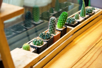 Various Cactus on the Wooden Table Near Big Glass Window.