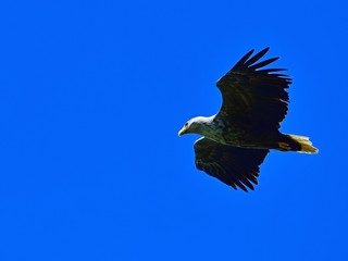 青空バックに悠然と飛ぶオジロワシ