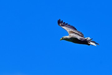 青空バックに悠然と飛ぶオジロワシ