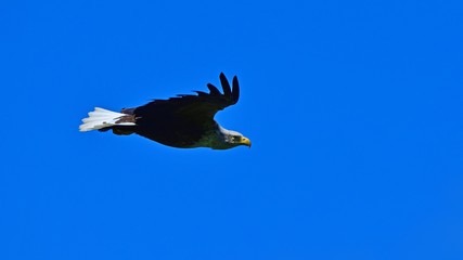 青空バックに悠然と飛ぶオジロワシ