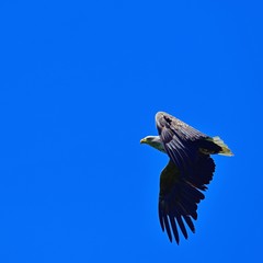 Fototapeta na wymiar 青空バックに悠然と飛ぶオジロワシ