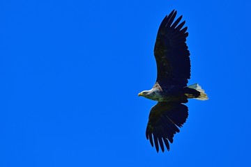 Obraz premium 青空バックに悠然と飛ぶオジロワシ