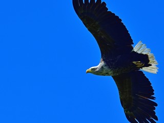 青空バックに悠然と飛ぶオジロワシ