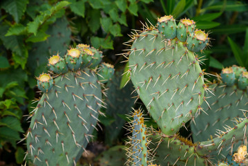 cacti in a field on the street 