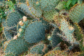 cacti in a field on the street 