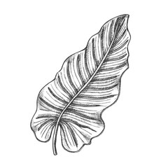 Philodendron Melanochrysum Leaf Hand Drawn Vector. Araceae Family Exotic Flowering Houseplant Leaf. Element Of Beautiful Nature Botanical Herb Designed In Retro Style Black And White Illustration © PikePicture