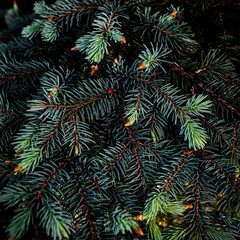 Creative layout made of Christmas tree branches close up. Festive Xmas border for New Year Design. Flat lay.