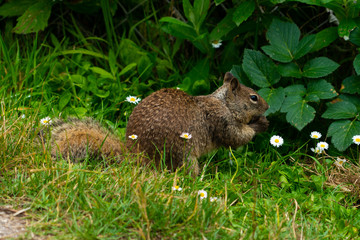 squirrel in forest