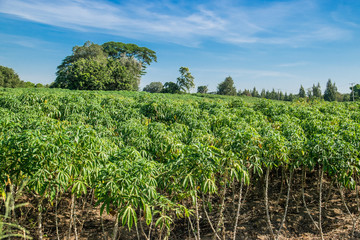 Fototapeta na wymiar Cassava plantation