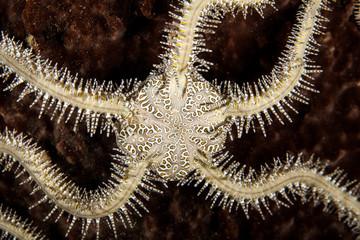 Starfish or sea stars are star-shaped echinoderms belonging to the class Asteroidea