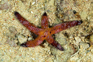 Starfish or sea stars are star-shaped echinoderms belonging to the class Asteroidea