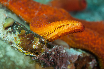 Starfish or sea stars are star-shaped echinoderms belonging to the class Asteroidea