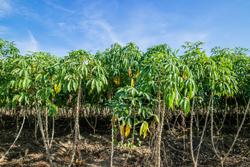Fototapeta na wymiar Cassava field plantation farm