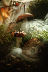 mushrooms forest fog morning