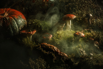 mushrooms forest fog morning