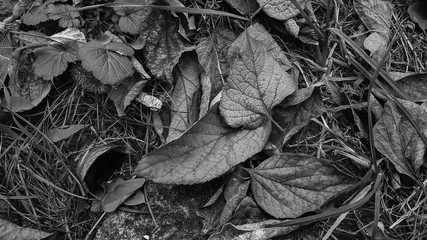  natural background of beautiful autumn leaves