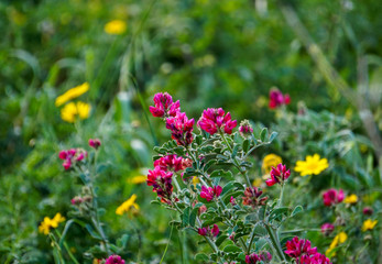red and yellow flowers in garden