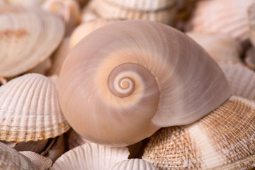 Background of collection of various sea shells , close up