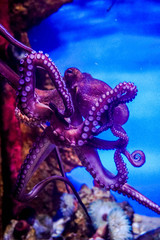 coral on blue background © Rhiannon J Matravers