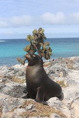 Galapagos islands and its wildlife and nature, in Ecuador