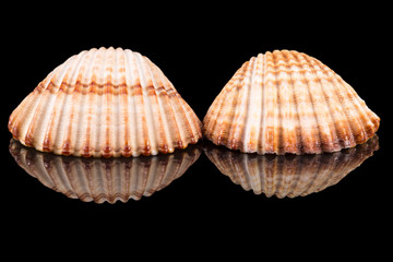 Two sea shells of bivalvia isolated on black background, mirror reflection