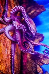 Fototapeta premium abstract background of beads