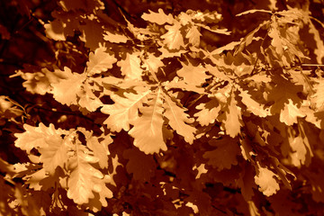 Oak leaves on a tree on a bright autumn day close up