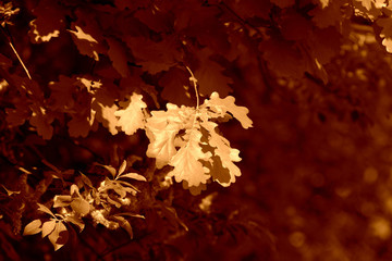 Oak leaves on a tree on a bright autumn day close up