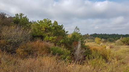 Obraz premium Beautiful mountain landscape overlooking a pine forest