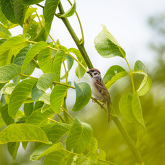 Female Sparrow balance on a branch