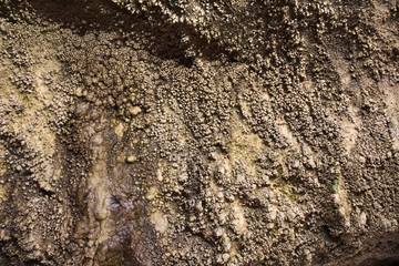 粒状になった壁面の鍾乳洞/鍾乳石(岩手県)